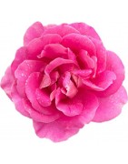 Rosa de Bulgaria: Cosmética Natural de Lujo | Farmalinea Skincare