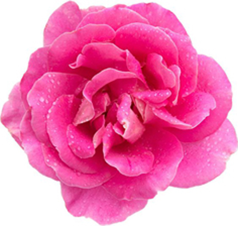 Rosa Damascena de Bulgaria - Farmalínea Skincare